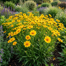 Alyssum Saxatile Compactum Gold Dust Flower Seeds For Planting