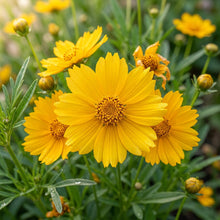 Alyssum Saxatile Compactum Gold Dust Flower Seeds For Planting