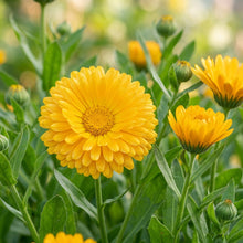 Golden Yellow Calendula Flower Seeds For Planting