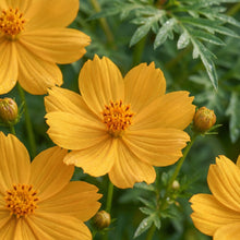 Golden Yellow Cosmos Flower Seeds For Planting