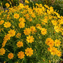Golden Yellow Cosmos Flower Seeds For Planting
