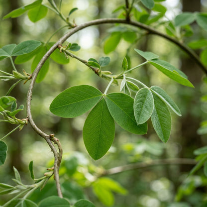 Golden Yellow Laburnum Tree Seeds for Planting