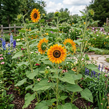 Golden Orange Sunflower Seeds For Planting
