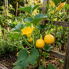 Winter Squash Goldilocks Seeds – Winter Squash Seeds for Home Garden