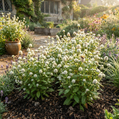 Gomphrena White Flower Seeds for Planting
