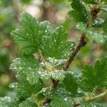 Hinnonmaki Red Gooseberry Seeds for Planting