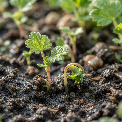 Hinnonmaki Red Gooseberry Seeds for Planting