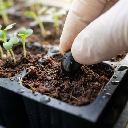 Granadilla (Passiflora ligularis) Seeds for Planting