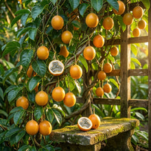 Granadilla (Passiflora ligularis) Seeds for Planting
