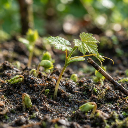 Green Grape Seeds for Planting	Green