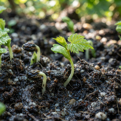 Black Finger Grape Seeds for Planting