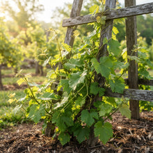 Purple Concord Grape (Vitis labrusca) Seeds for Planting