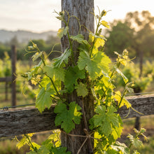 Wine Grape (Vitis vinifera) Seeds for Planting