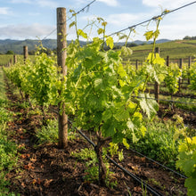 Grape Vine Seeds for Planting