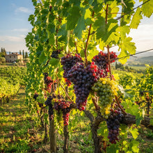 Grape Vine Seeds for Planting