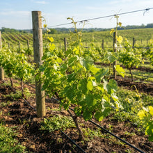 Scuppernong White Muscadine Grapevine Seeds for Planting