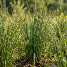 Juncus rigidus Seeds for Planting
