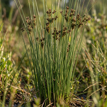 Juncus rigidus Seeds for Planting