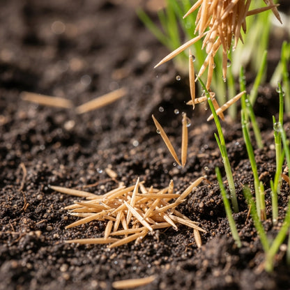 Creeping Red Fescue Grass Seeds for Lawn & Ground Cover Planting
