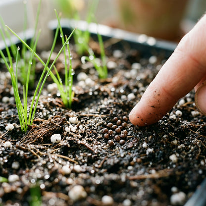 Juncus rigidus Seeds for Planting