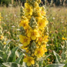 Great Mullein Flower Seeds for Planting