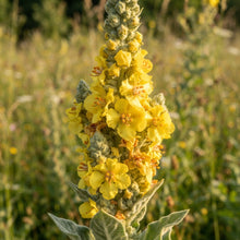 Great Mullein Flower Seeds for Planting