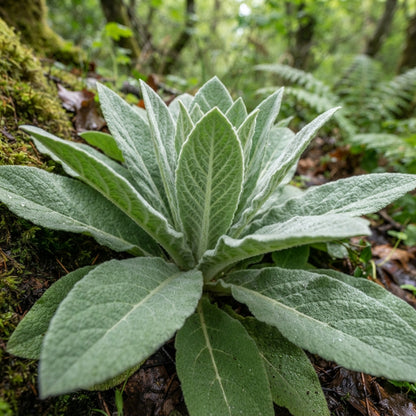 Great Mullein Flower Seeds for Planting