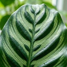 Green Calathea Plant Seeds for Indoor Planting - Tropical Decorative Foliage Plants for Containers & Home Gardens