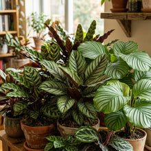 Green Calathea Plant Seeds for Indoor Planting - Tropical Decorative Foliage Plants for Containers & Home Gardens