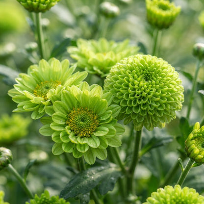 Green Chrysanthemum Flower Seeds for Planting