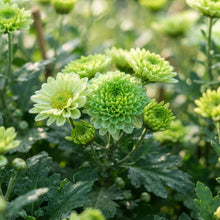 Green Chrysanthemum Flower Seeds for Planting