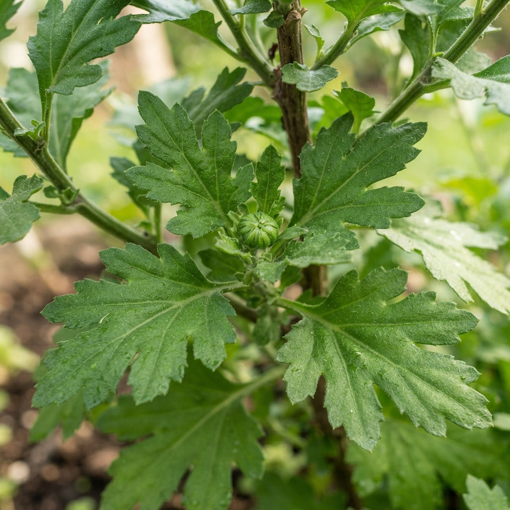 Green Chrysanthemum Flower Seeds for Planting