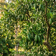 Green Finger Lime Seeds for Planting