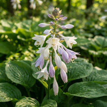 Green Hosta Seeds - Hosta Foliage Seeds for Garden