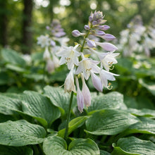 Green Hosta Seeds - Hosta Foliage Seeds for Garden