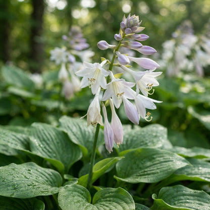 Green Hosta Seeds - Hosta Foliage Seeds for Garden