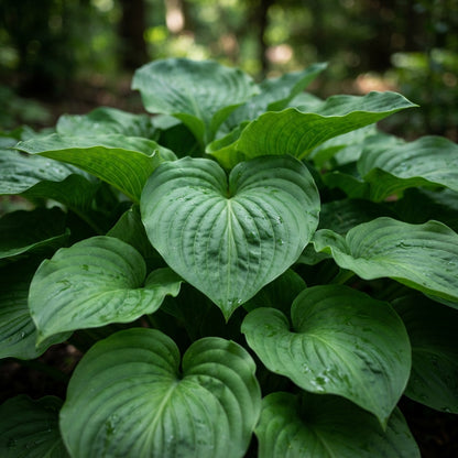 Green Hosta Seeds - Hosta Foliage Seeds for Garden