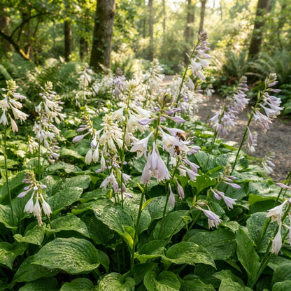 Green Hosta Seeds - Hosta Foliage Seeds for Garden