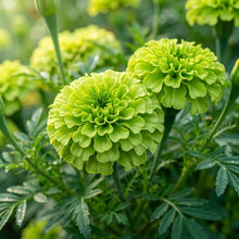 Green Marigold Flower Seeds for Planting - Ornamental Blooms