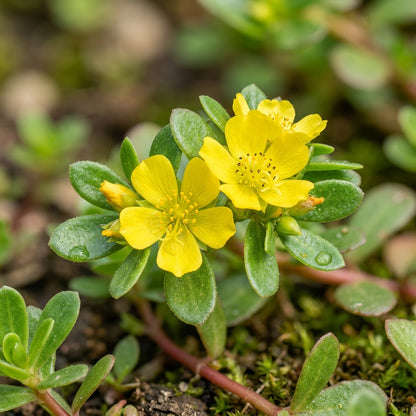 Green Portulaca oleracea Seeds for Planting