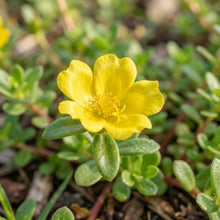 Green Portulaca oleracea Seeds for Planting