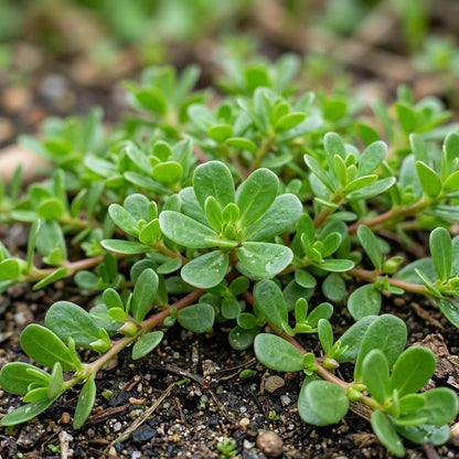 Green Portulaca oleracea Seeds for Planting