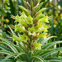 Green Puya mirabilis Flower Seeds for Planting