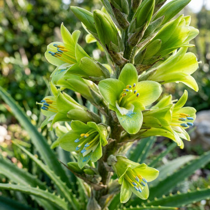 Green Puya mirabilis Flower Seeds for Planting