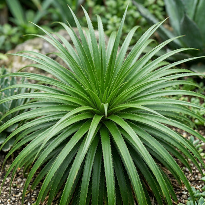 Green Puya mirabilis Flower Seeds for Planting