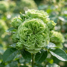 Green Rose Flower Seeds - Green Rose Flower Seeds for Garden