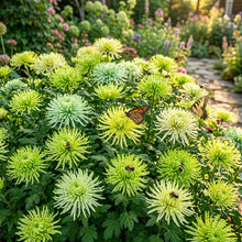 Green Spider Chrysanthemum Flower Seeds for Planting