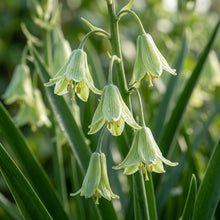 Galtonia Viridiflora Flower Seeds For Planting