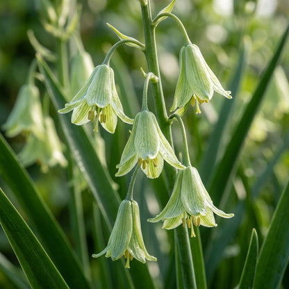Galtonia Viridiflora Flower Seeds For Planting