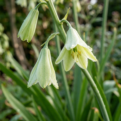 Galtonia Viridiflora Flower Seeds For Planting